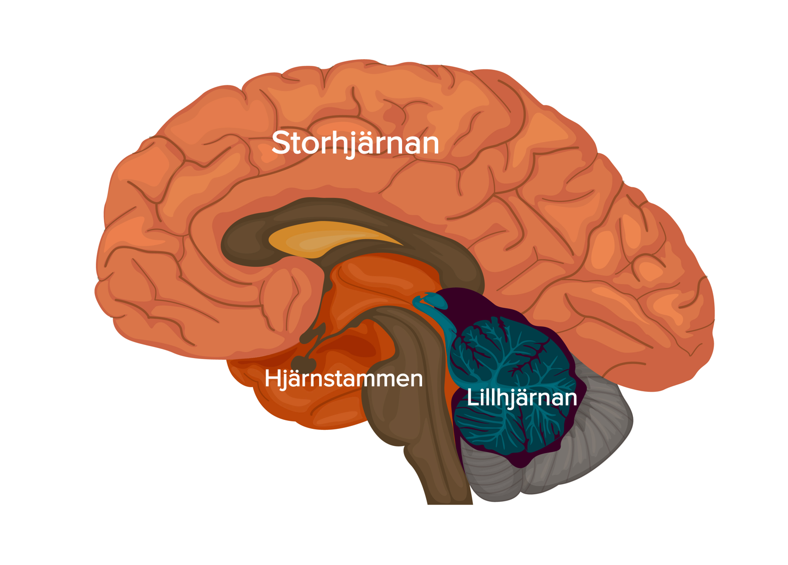 Hjärnan och nervsystemet – läromedel i förberedelseklass